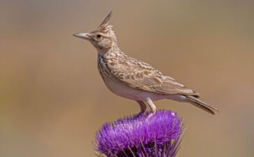 Iran’s nature is under threat