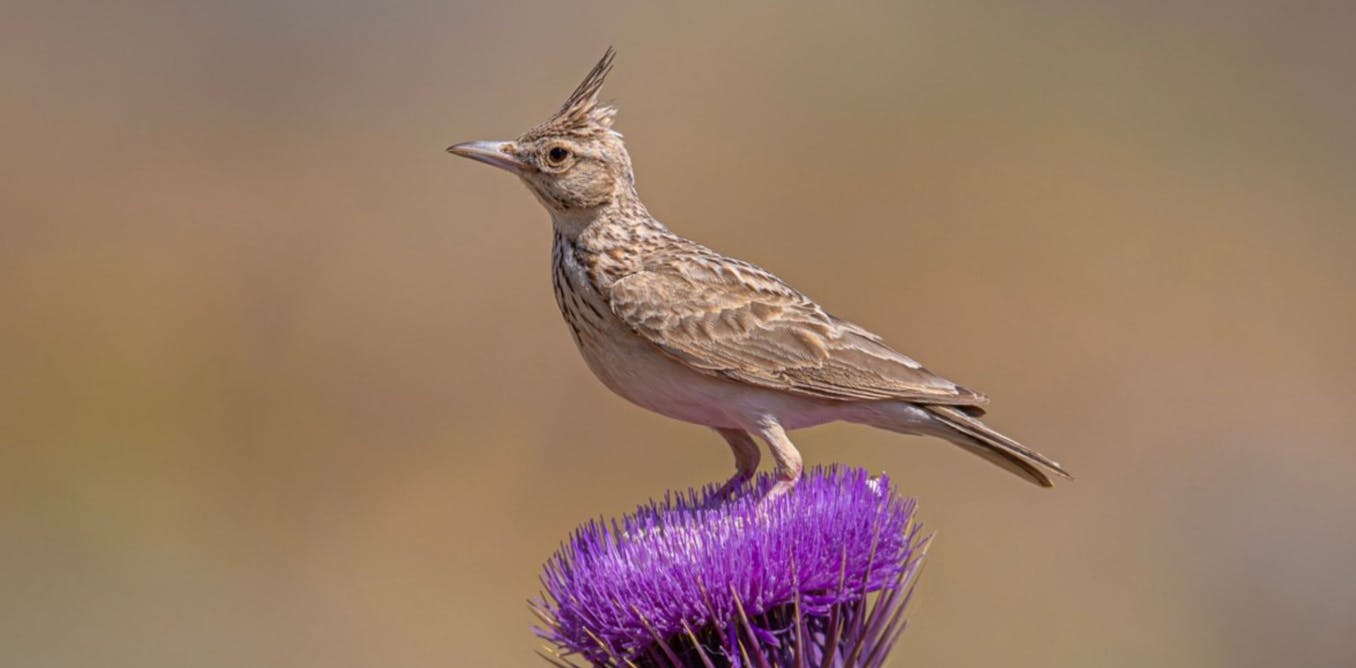 Iran’s nature is under threat