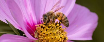 Deadlier than varroa, a new honey-bee parasite is spreading around the world