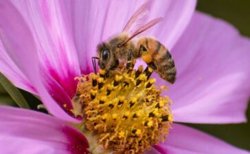 Deadlier than varroa, a new honey-bee parasite is spreading around the world